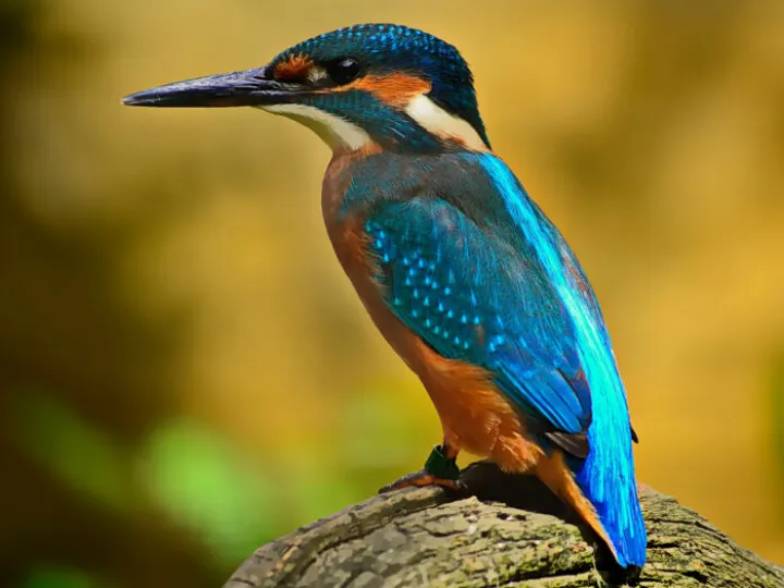 Kingfisher perched on a branch
