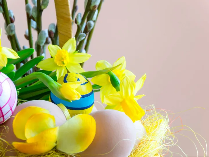 Bright Easter scene with decorated eggs and blooming daffodils, creating a festive spring atmosphere.