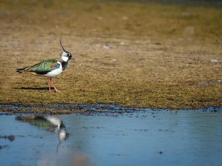 Bird, lapwing, colourful, water, nature, fauna, lapwing, lapwing, lapwing, lapwing, lapwing