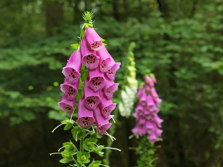 Close-up of vivid pink foxglove flowers blooming in a lush Dutch forest.