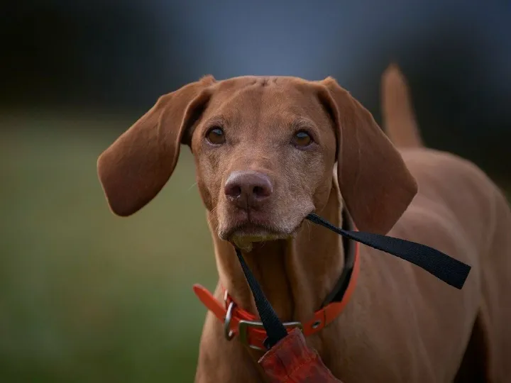 Vizsla, hunting dog, dog training