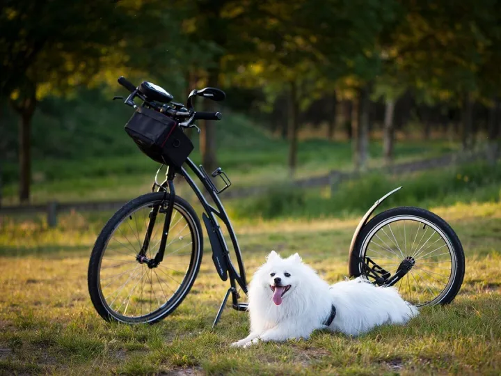 Dog, scooter, bicycle, wheels, sport, motion for a resolution, to twist, animal, injury-free, damage, nature, pet, outdoors, training, active, activity, step