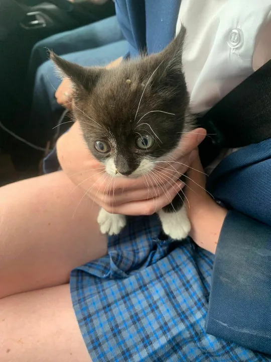 kitten