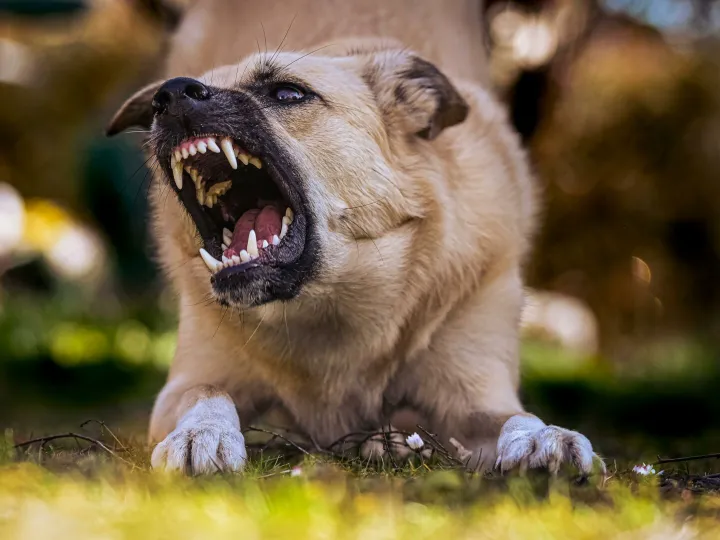 Close-up of a snarling dog showing its teeth in an outdoor environment.