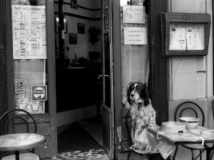 A warm Parisian cafe exterior with a cute dog sitting patiently beside a table. Black and white image.