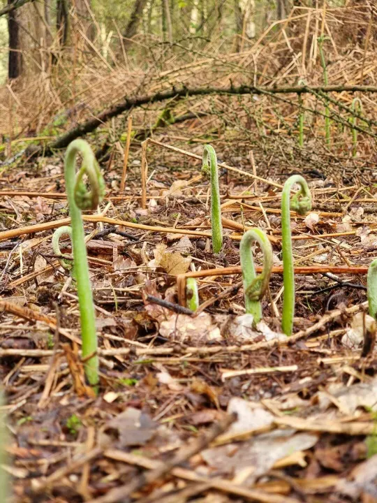 New Growth