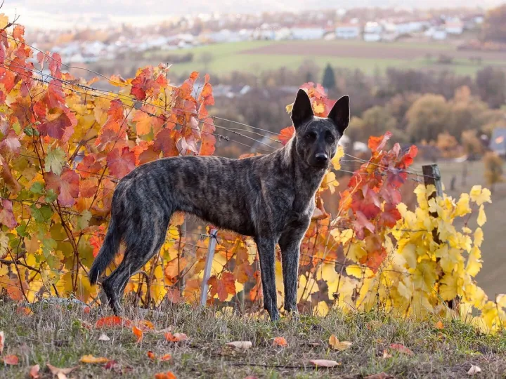 Fall, pet, dog, dutch shepherd dog, herder