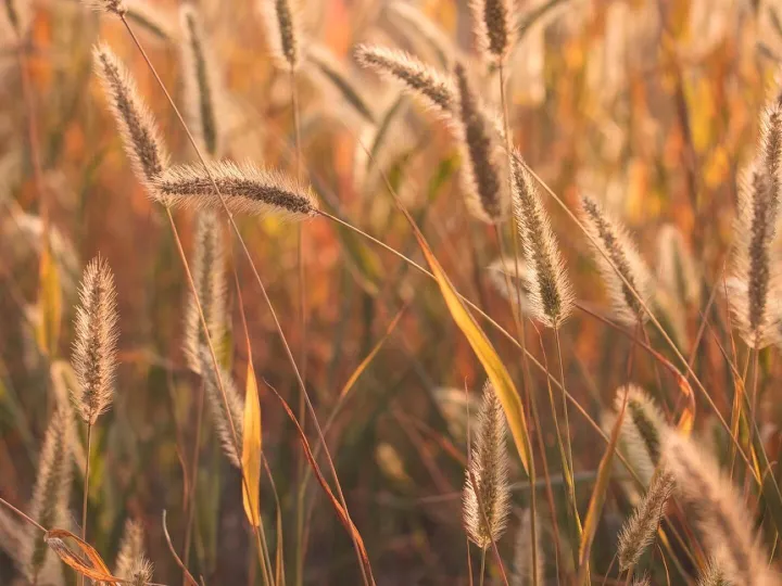 Grasses, seeds, wiese, sch&ouml;ne natur, fotos