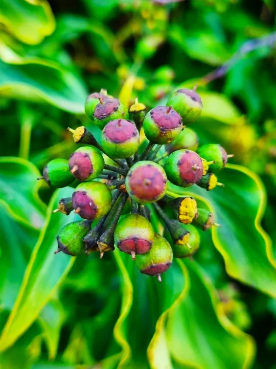 Ivy Berries