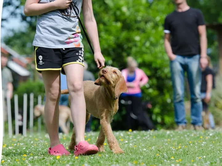 Dog school, dog training, pointing dog