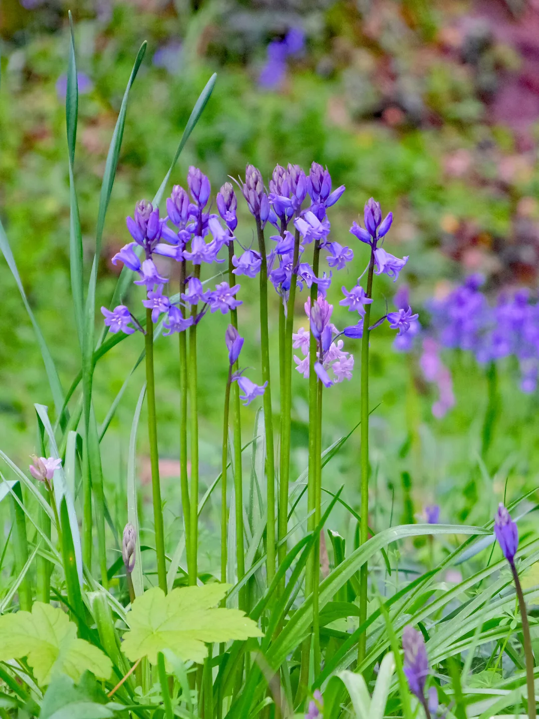 RR Blue Bells F9208