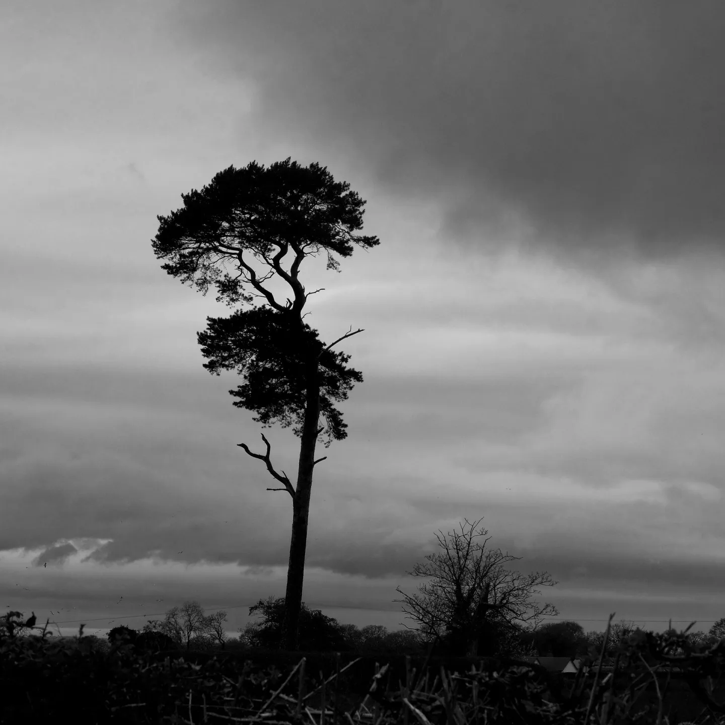 RR Lonesome Pine F9220