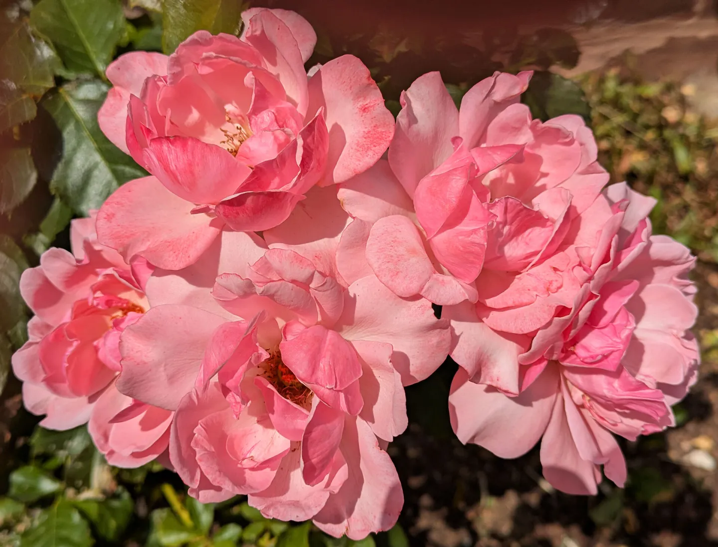 # Pink Roses Pxl_20260719_134616063