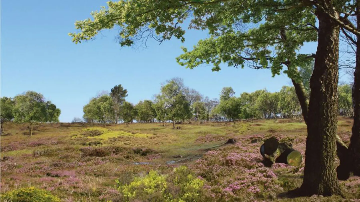 Bickerton Hill  &ndash; after restoration