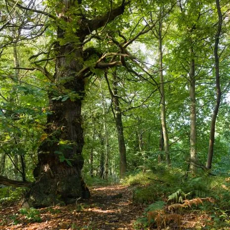 Delamere Forest in September 2