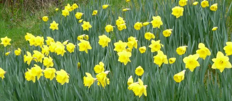 Daffodils