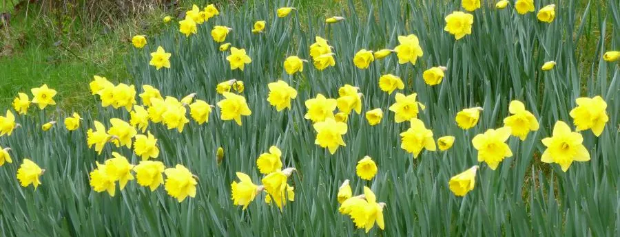Daffodils