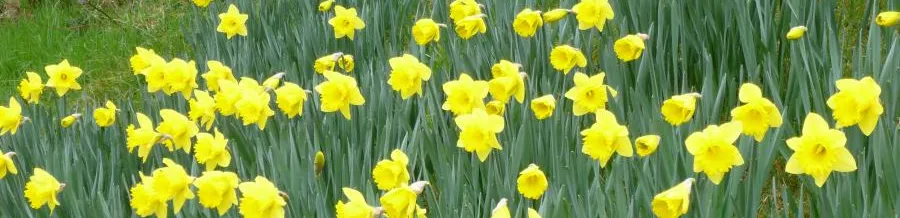 Daffodils