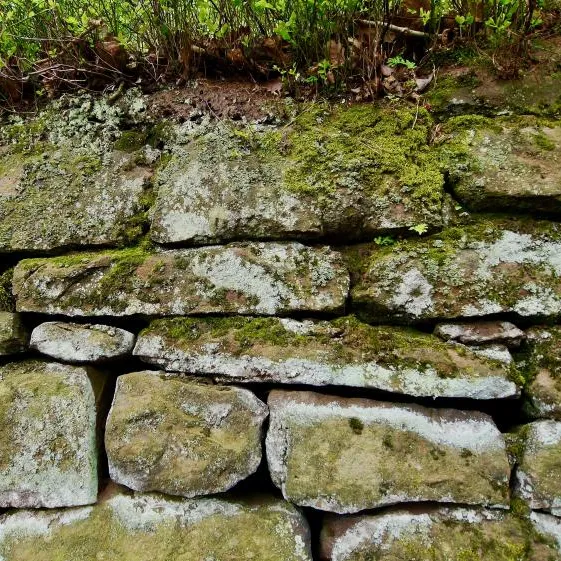 Sandstone wall in Peckforton Woods
