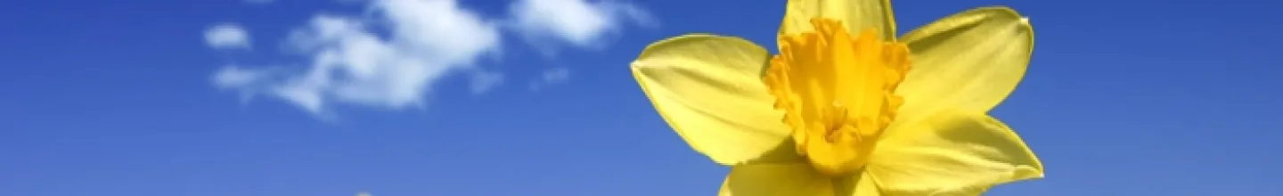 Header_Spring 05