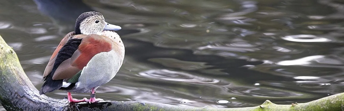 Duck