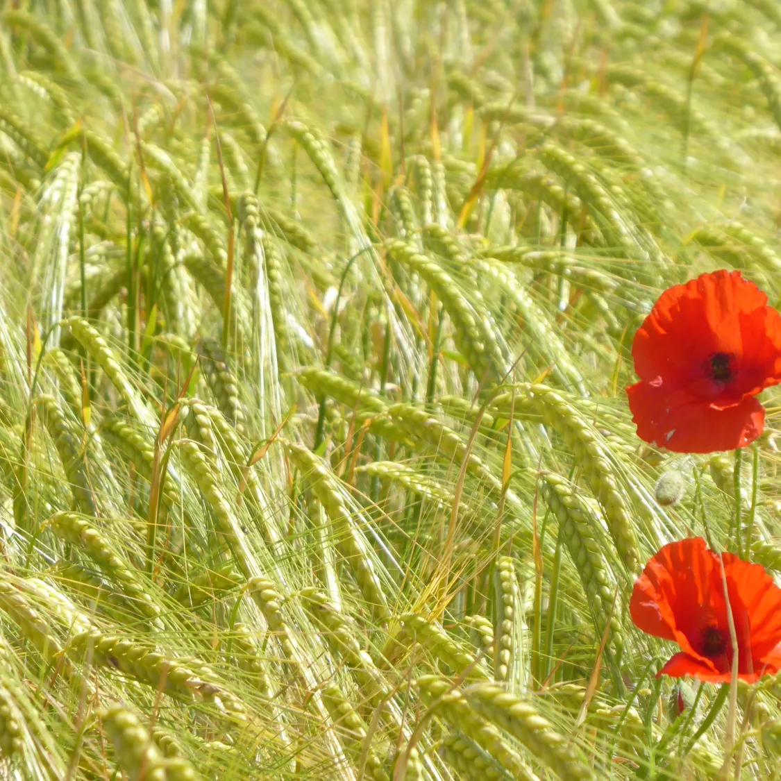 Poppies in June
