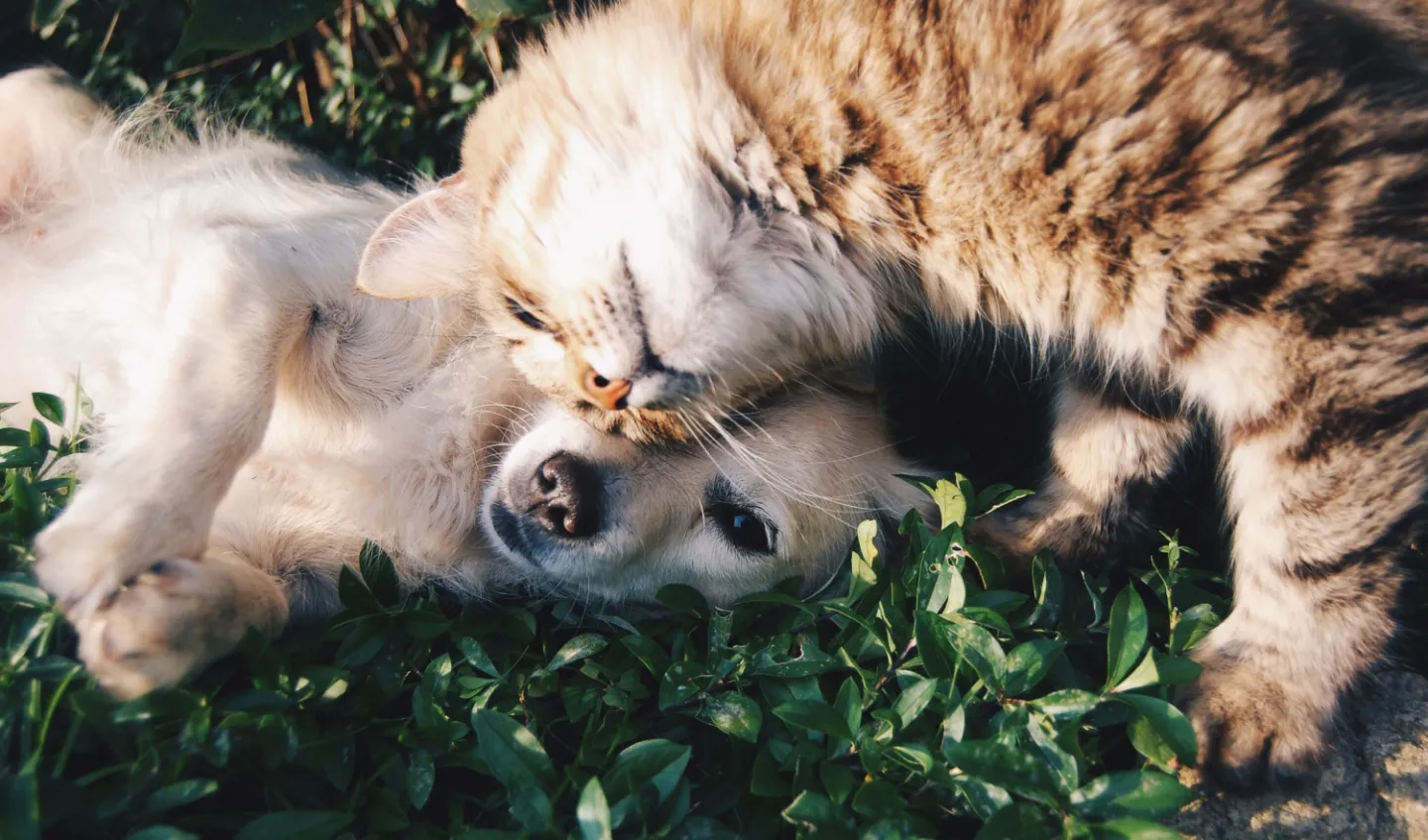 cat and dog love pet bereavement