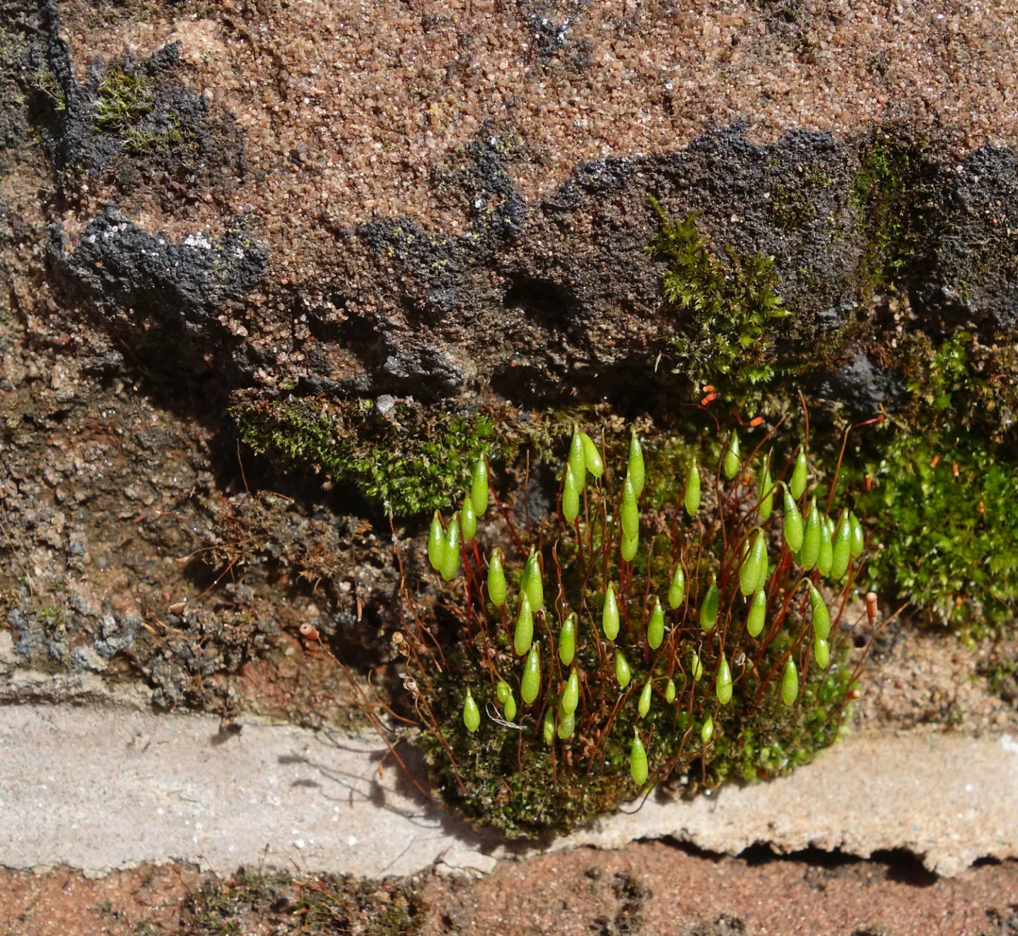 Micro garden