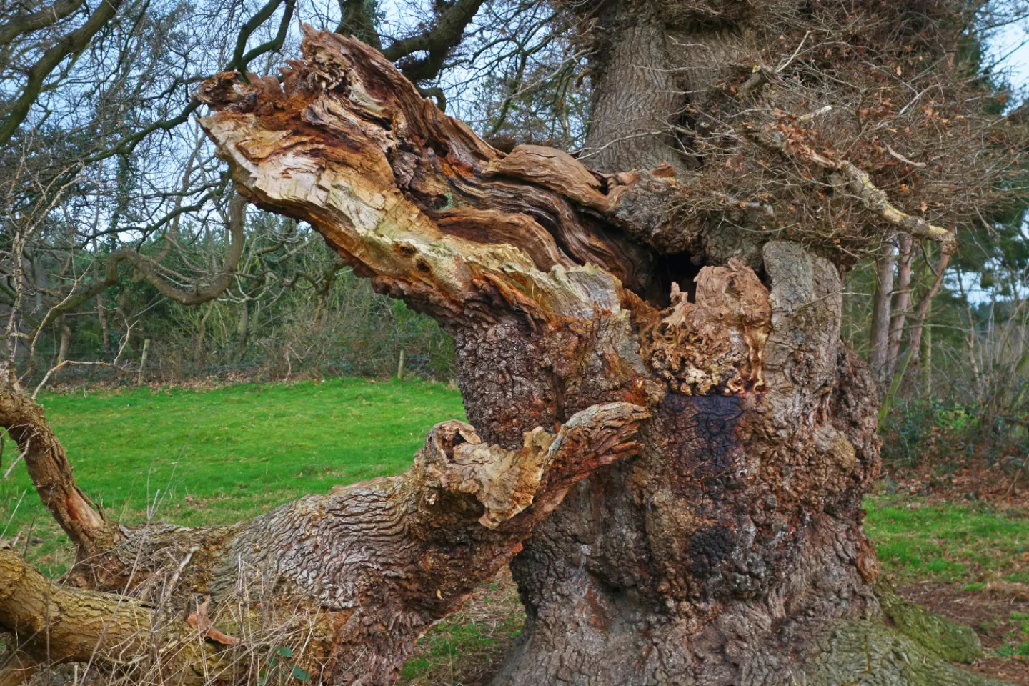 Forest casualty