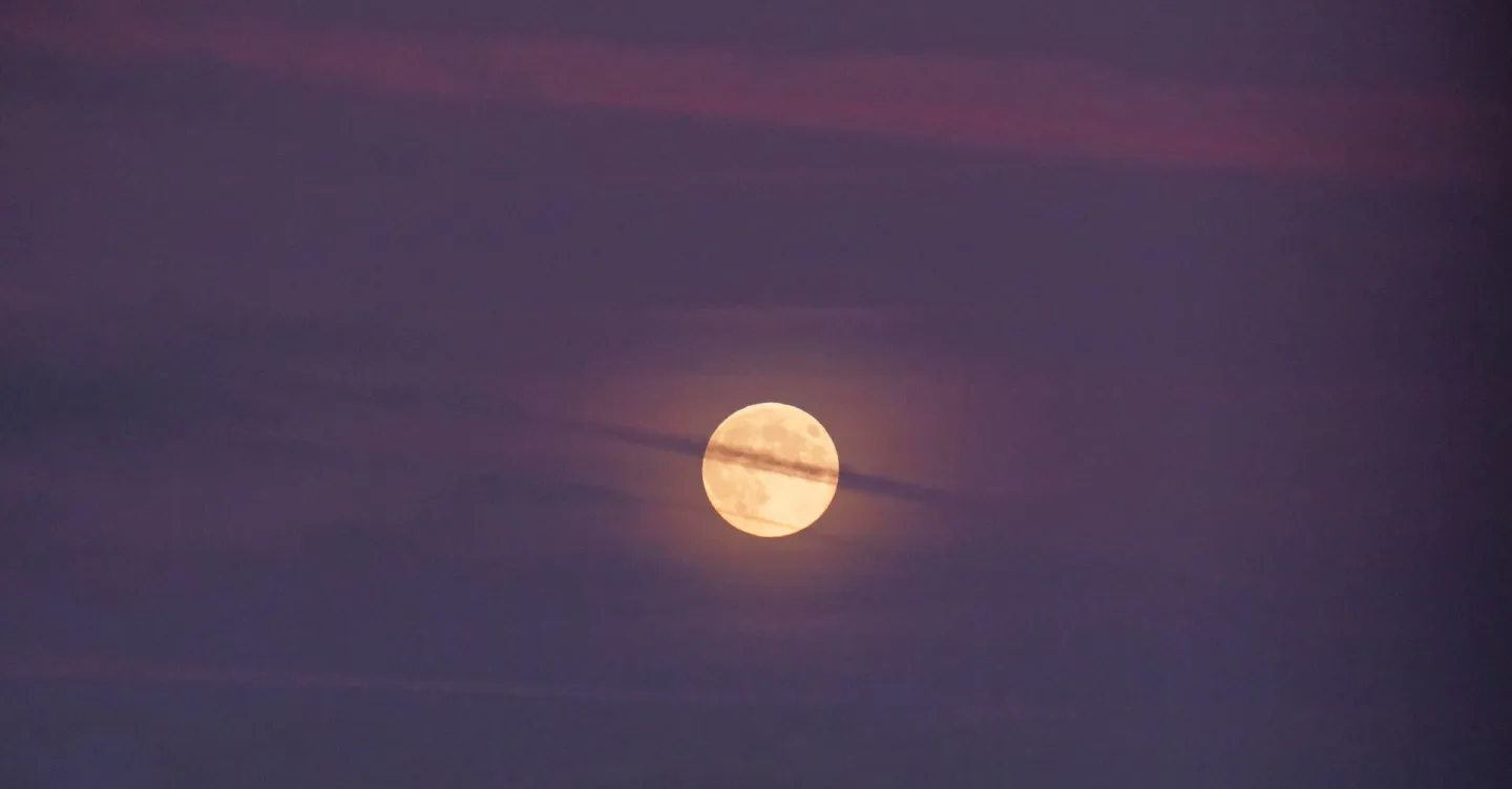 # Misty Moon F6941
