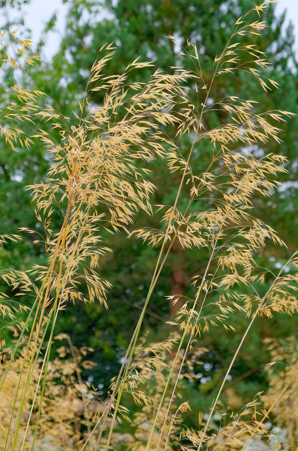 RR Oat Grass F7671