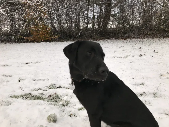 Snow dog