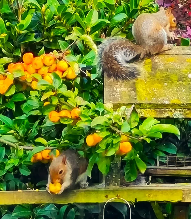 Squirrels Eating
