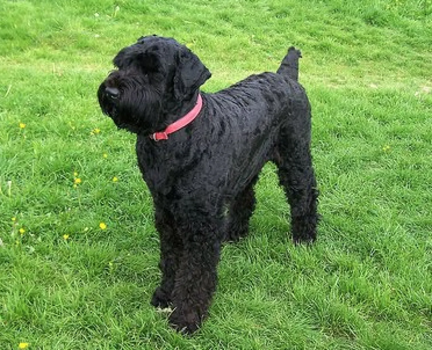 Black terrier Dog