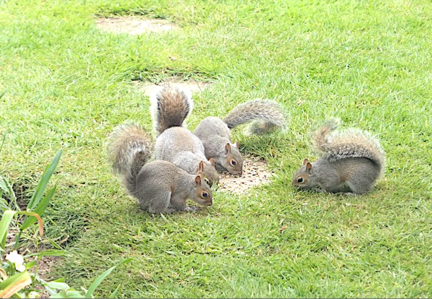 Buffet Breakfast for Squirrels
