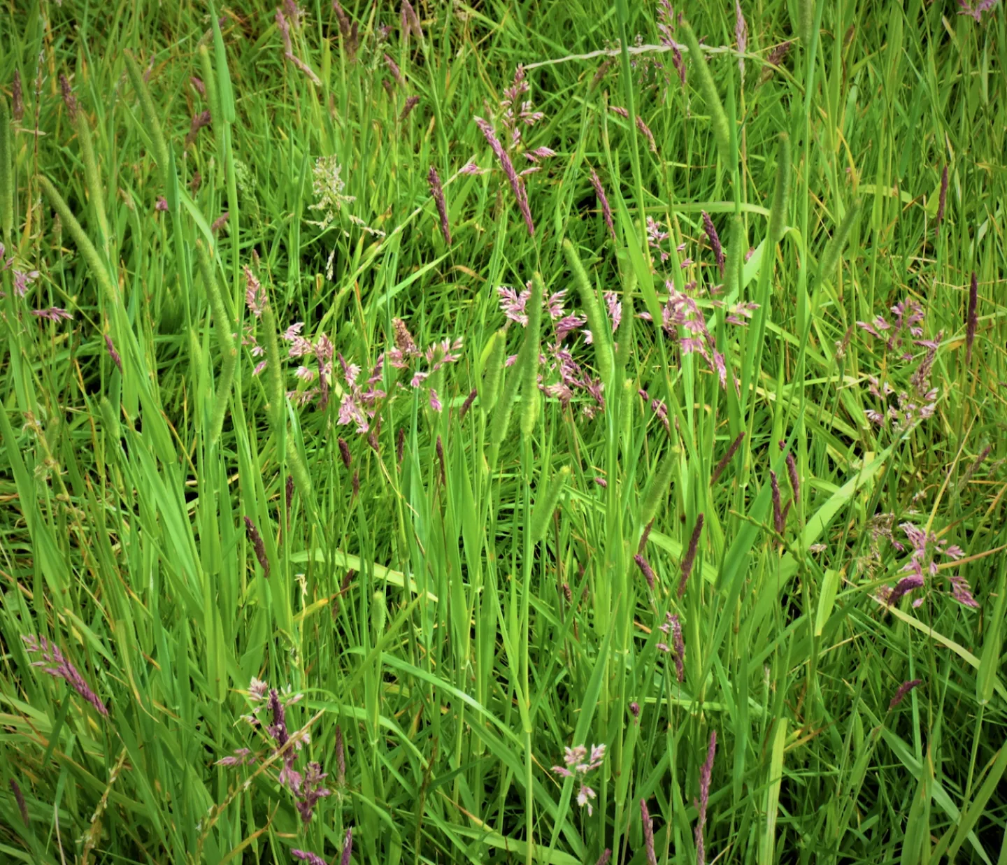 Grass under Feet