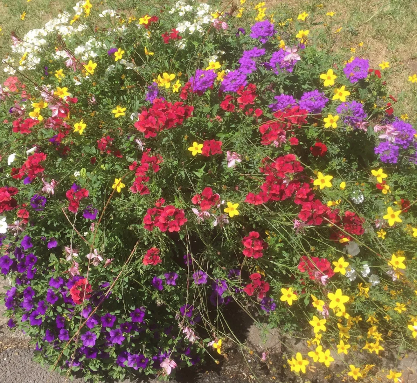 ADAS Flowers