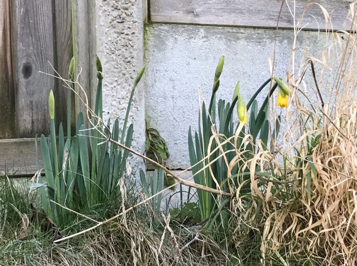 First Sign of Spring