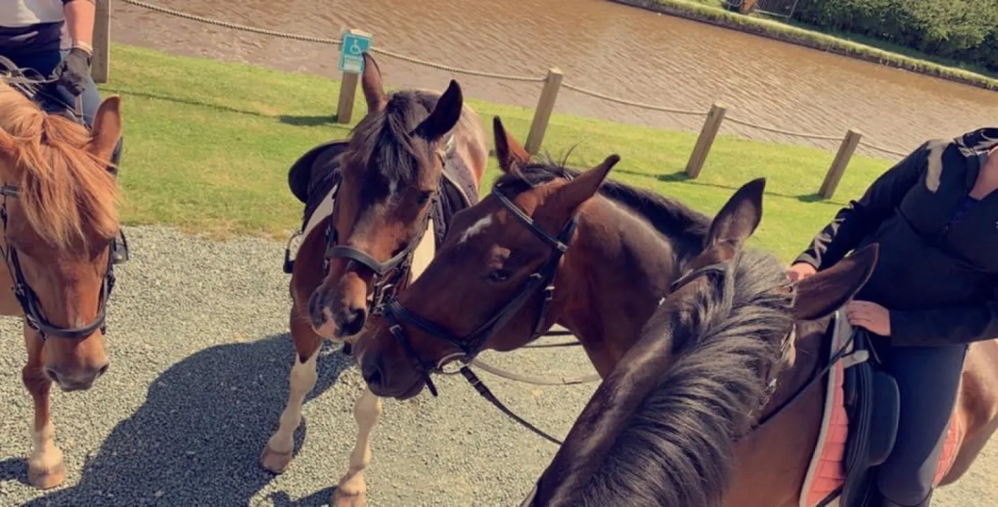 horses