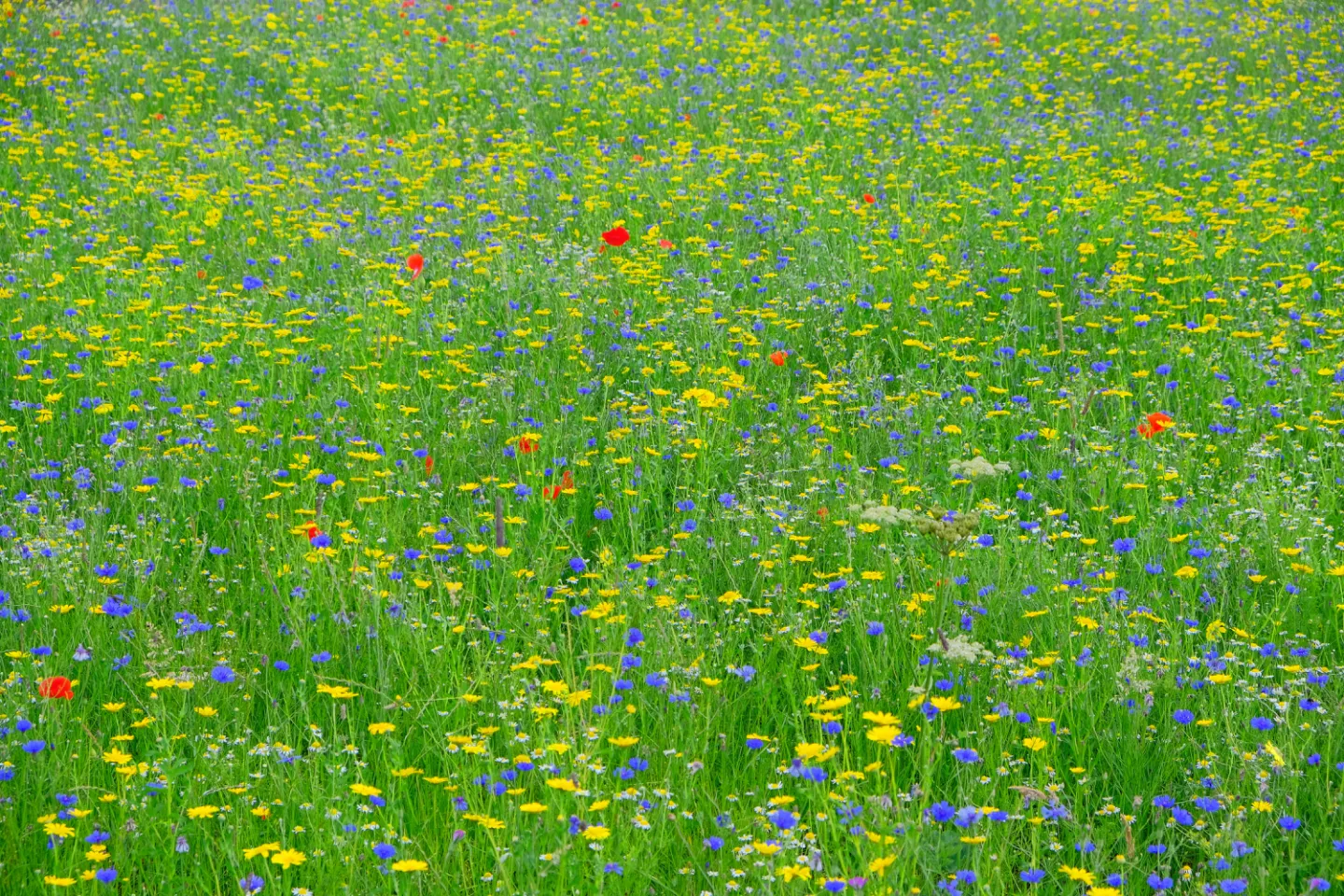 Wildflower Meadow