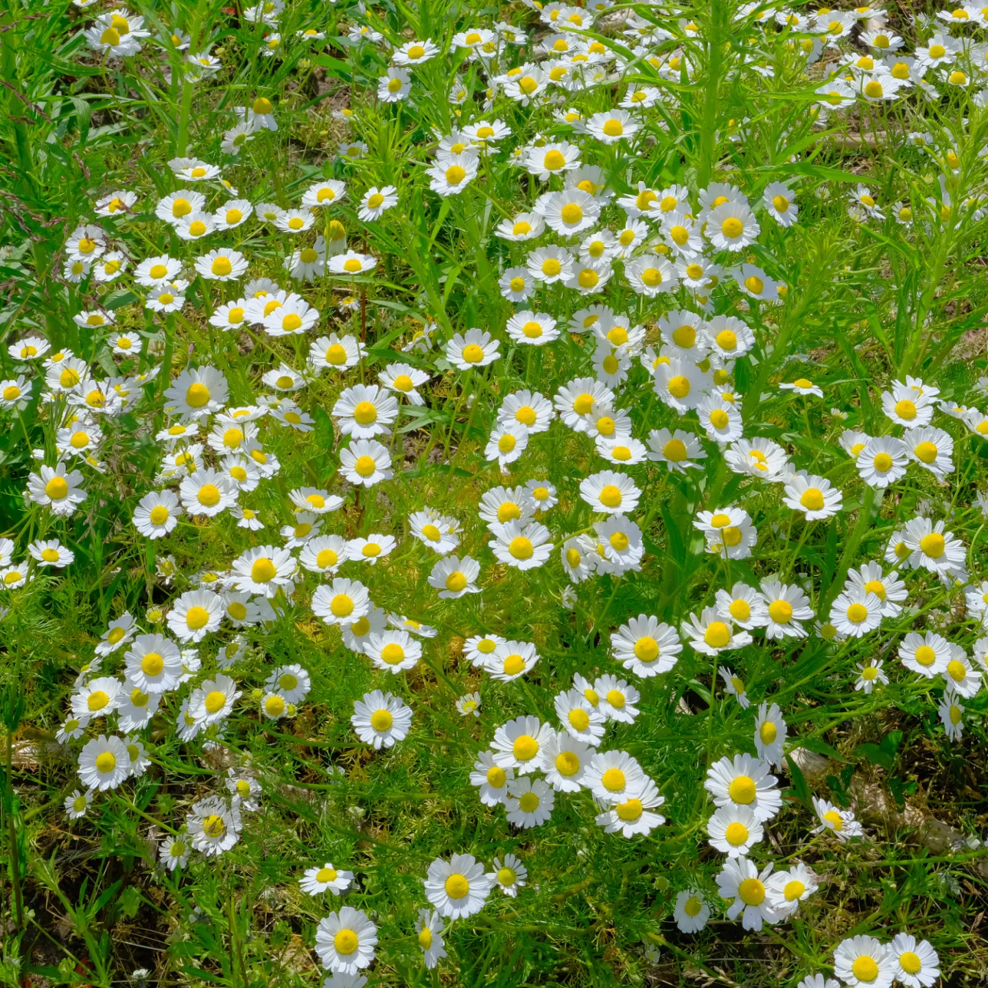 #rrF2726-Feverfew