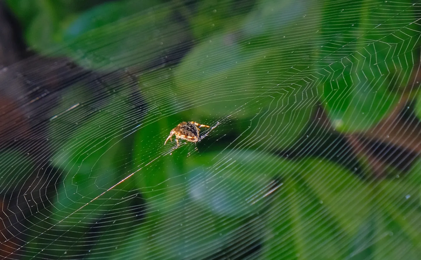 #Come into my parlour---F2903