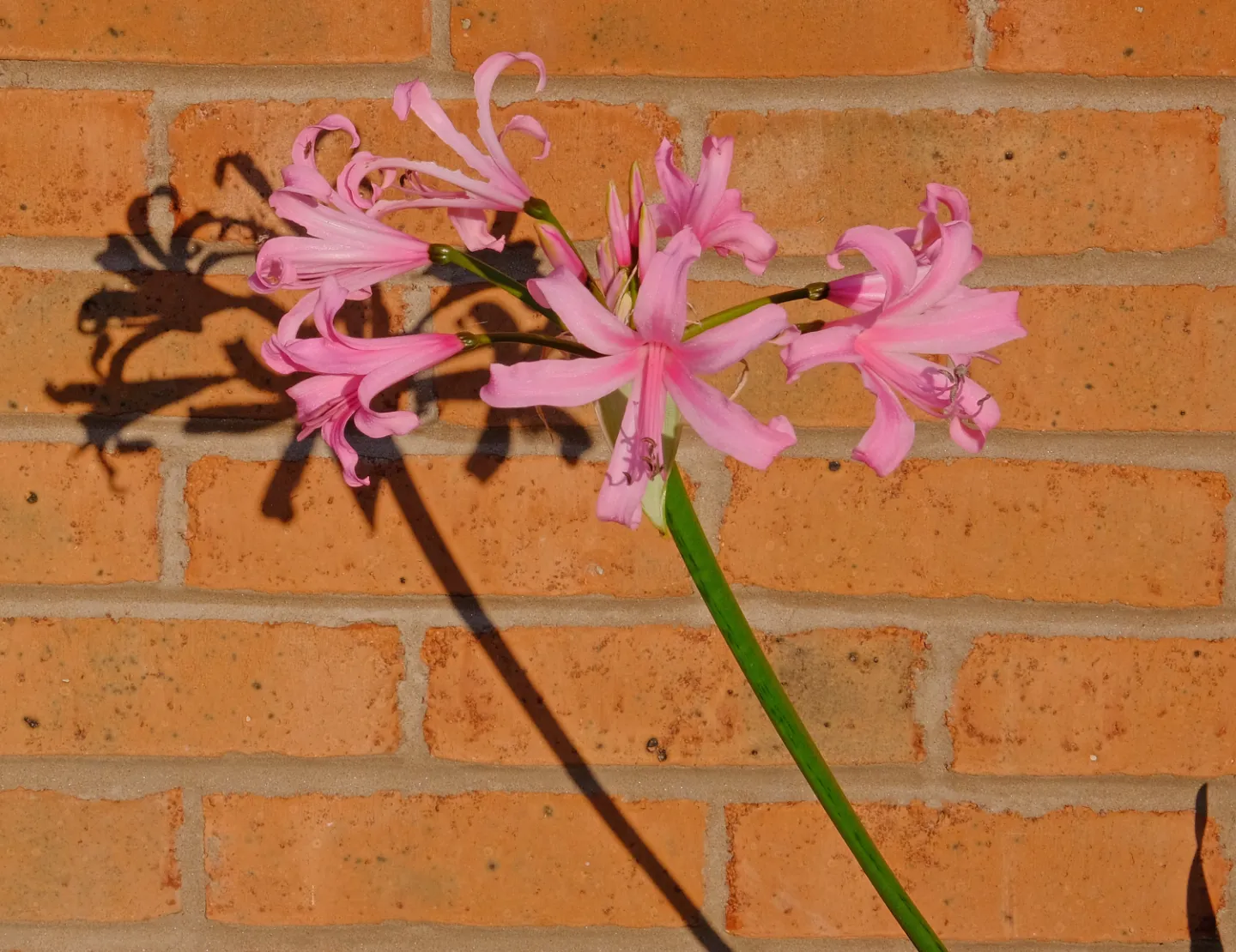 #Nerine Bowdenii_F2889