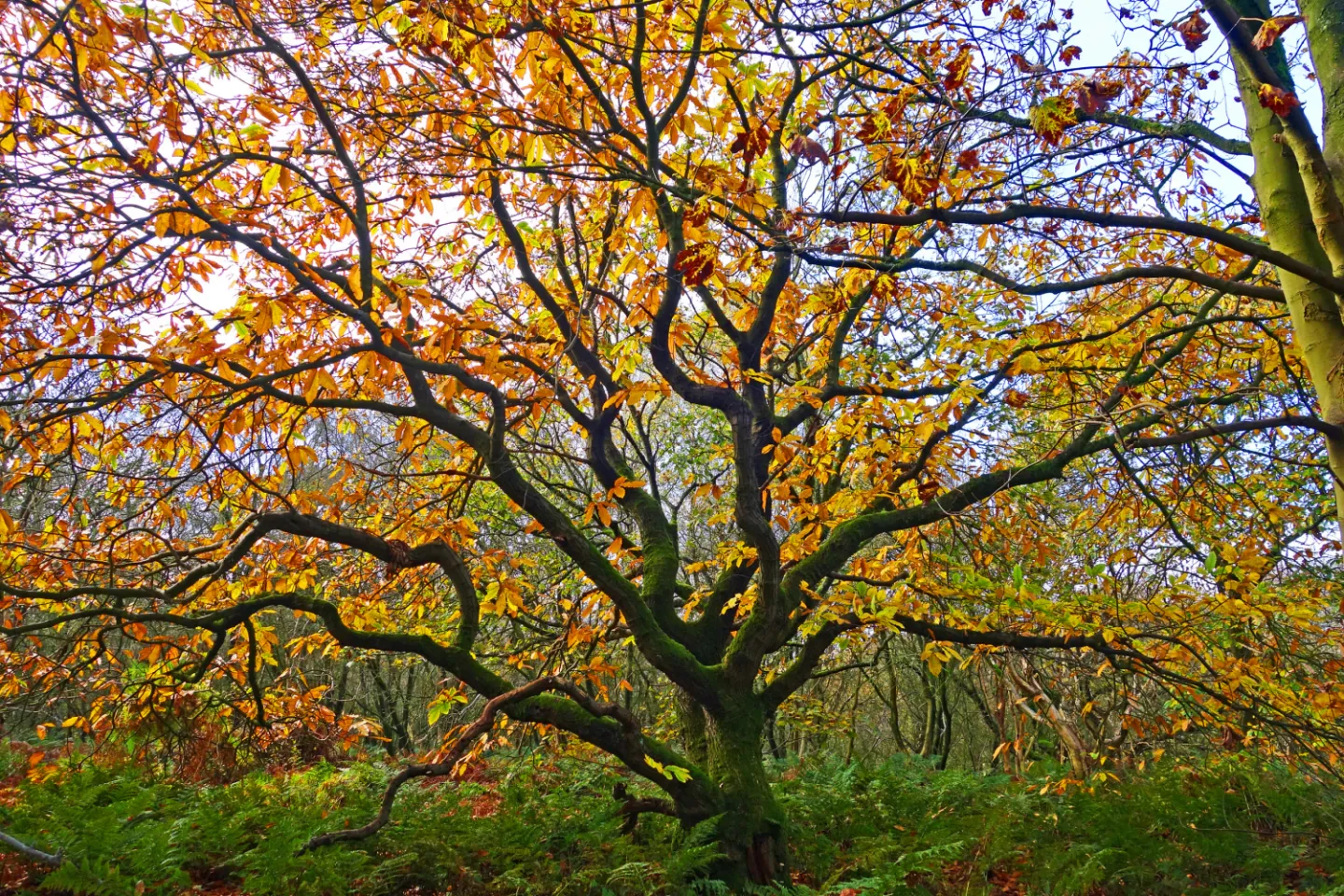 Wild Sweet Chestnut (Castanea Sativa)_s00746