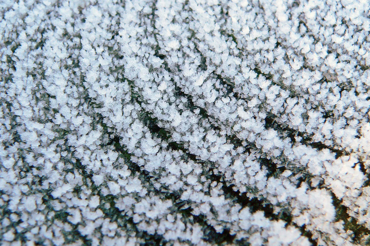 Frosted Fence_P1260836