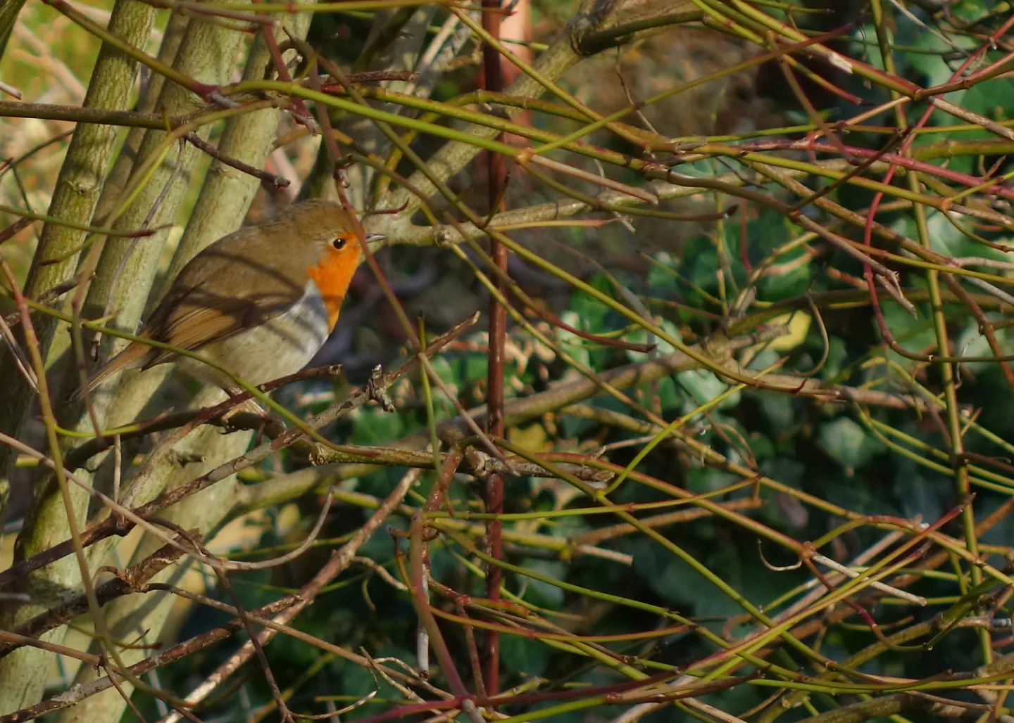 Robin in hiding s01805