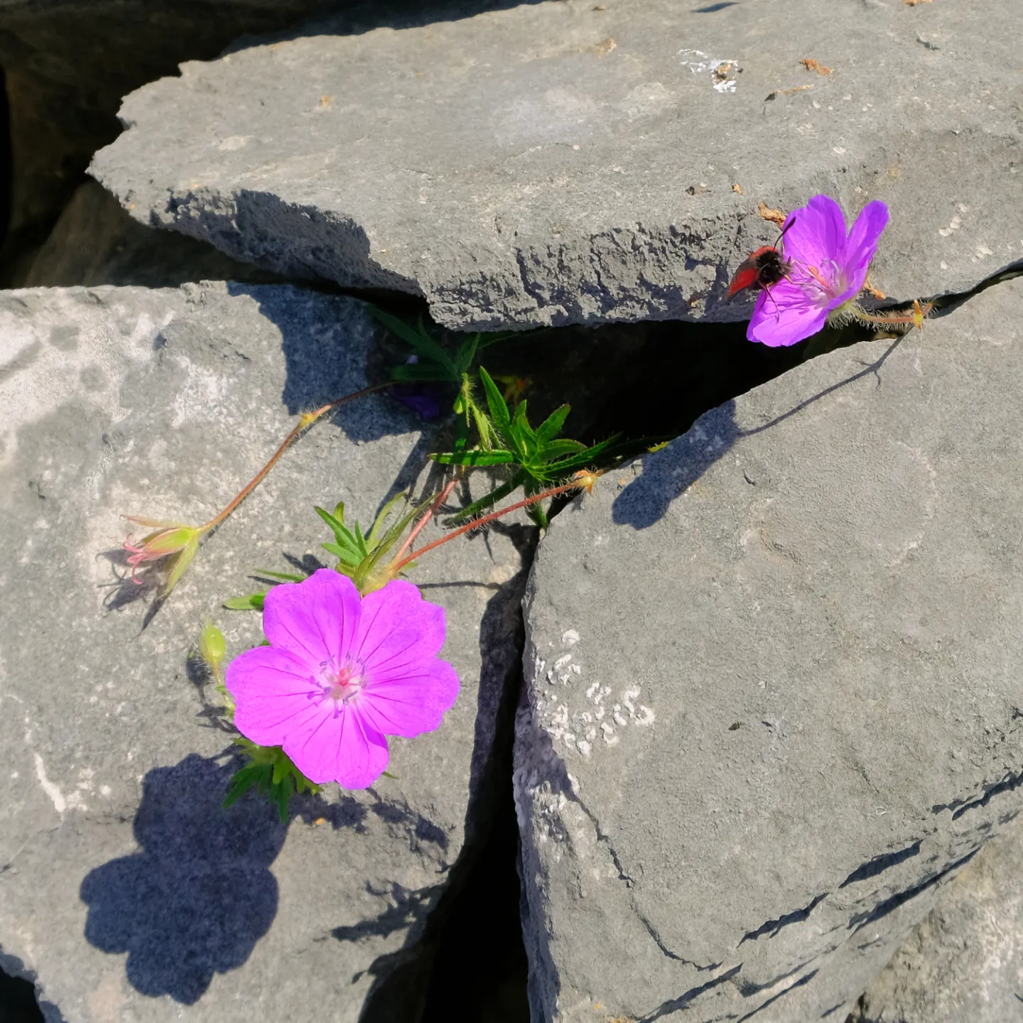 ~Magenta geranium and Burnet moth_F3518