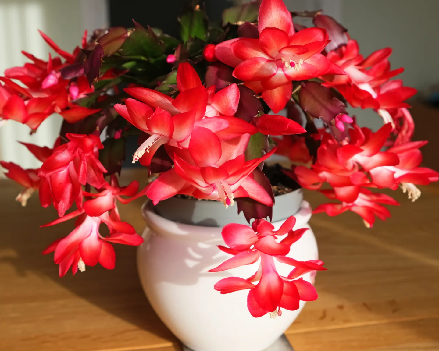 Rrchristmas Cactus_f4447