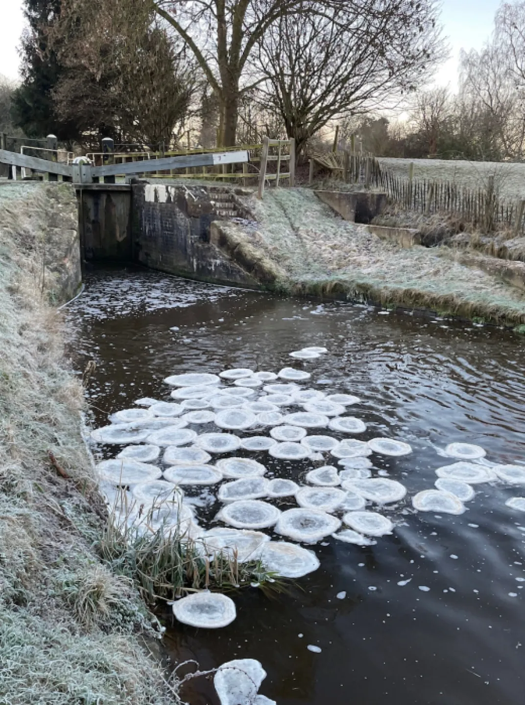 Water lilies on the canal