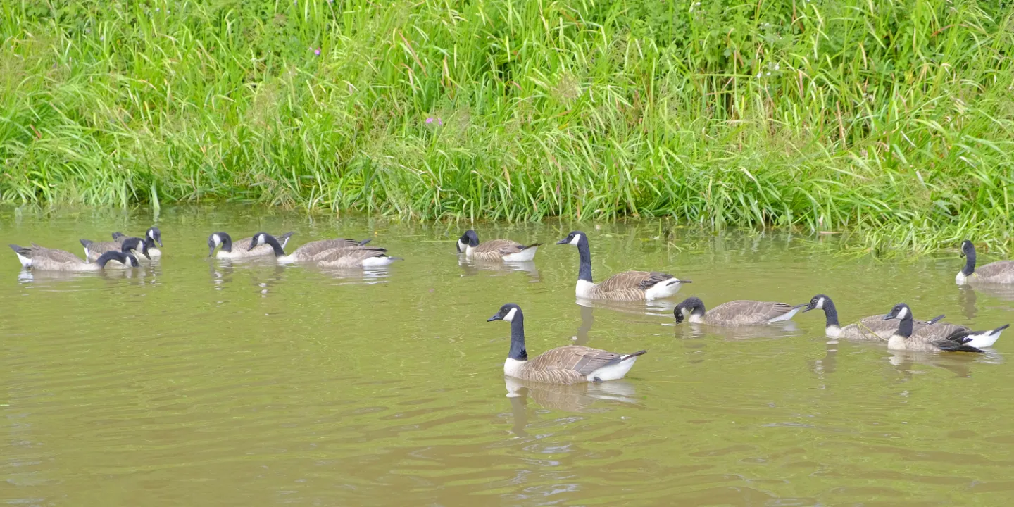 ~a Family Affair (Canada Geese)_f5007